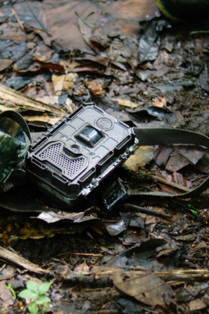 asociacion-amigos-de-felinos